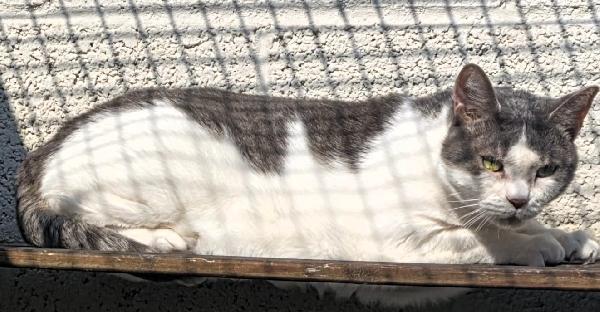 AKIRA DOLCE GATTINA  Foto 4